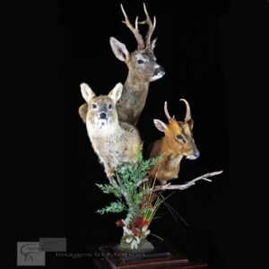 Muntjac Chinese Water Deer Roe Deer Triple Pedestal