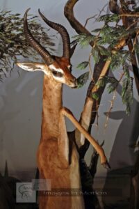 Gerenuk Feeding Close Up