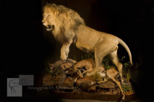 African Lion with Impala Kill