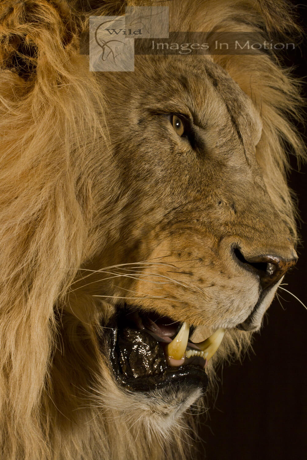 African Lion Close Up