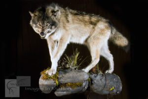 Aggressive Alaskan Wolf