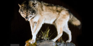 header Aggressive Alaskan Wolf