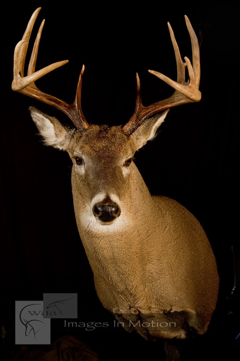 aggressive whitetail deer