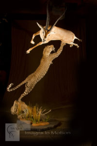 Attacking Leopard Leaping Gazelle