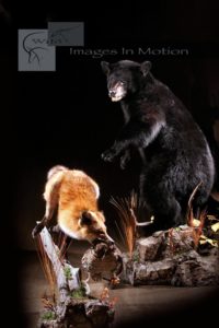 Black Bear And Red Fox