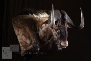 Black Wildebeest-wall-pedestal