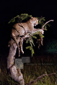 Broken-acacia-tree-with-resting-leopard