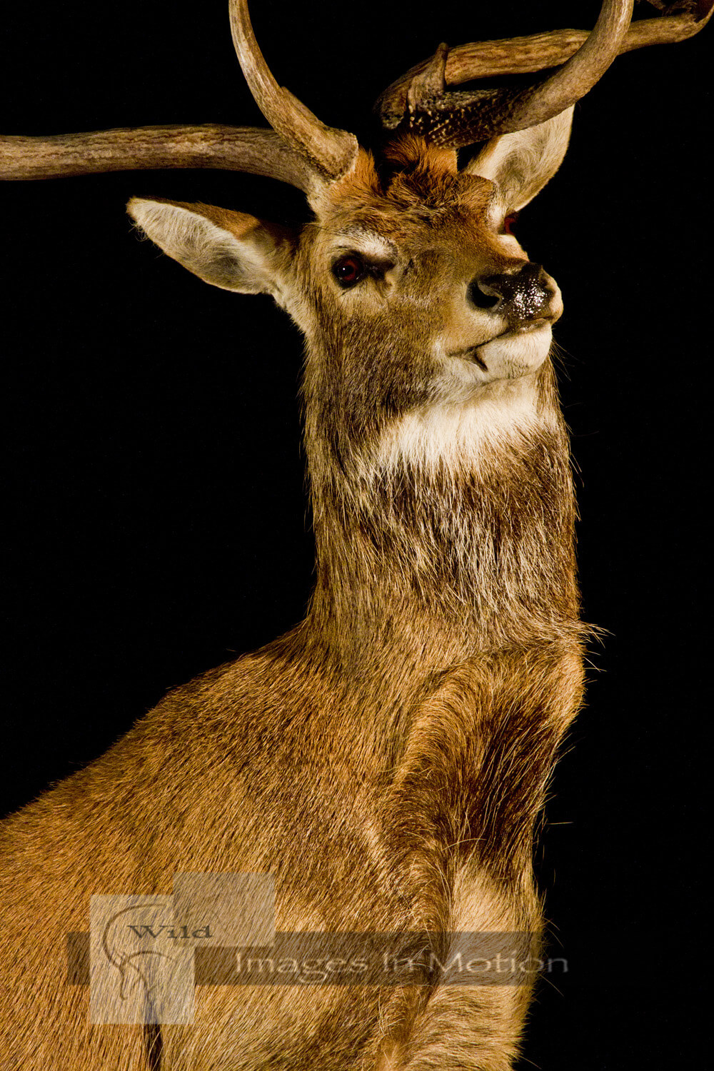 Brow-Tined Deer Close-Up