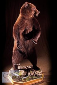 Brown Bear Life size