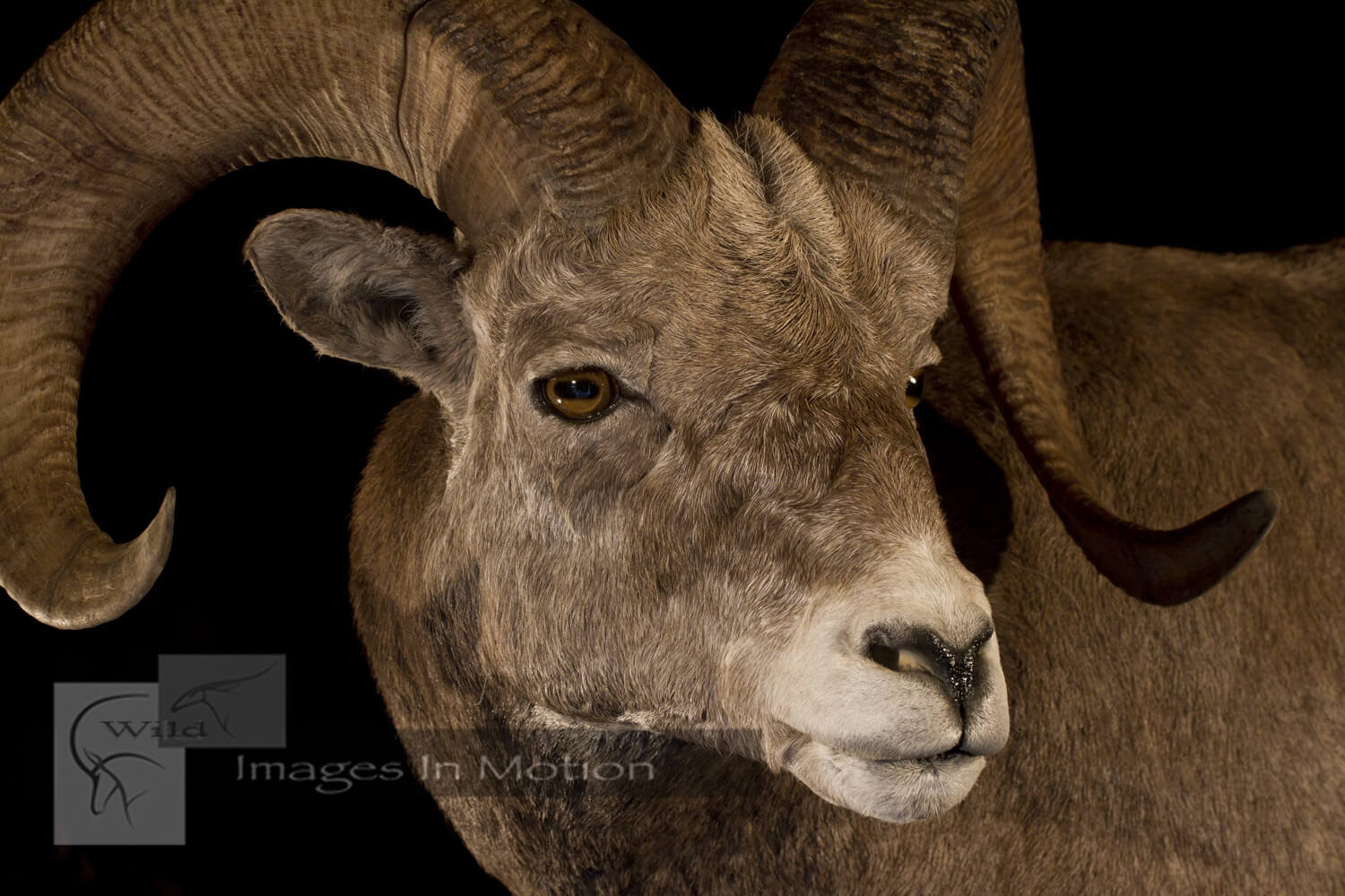 California Bighorn Sheep close up