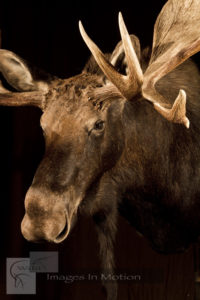 Canadian Moose close up