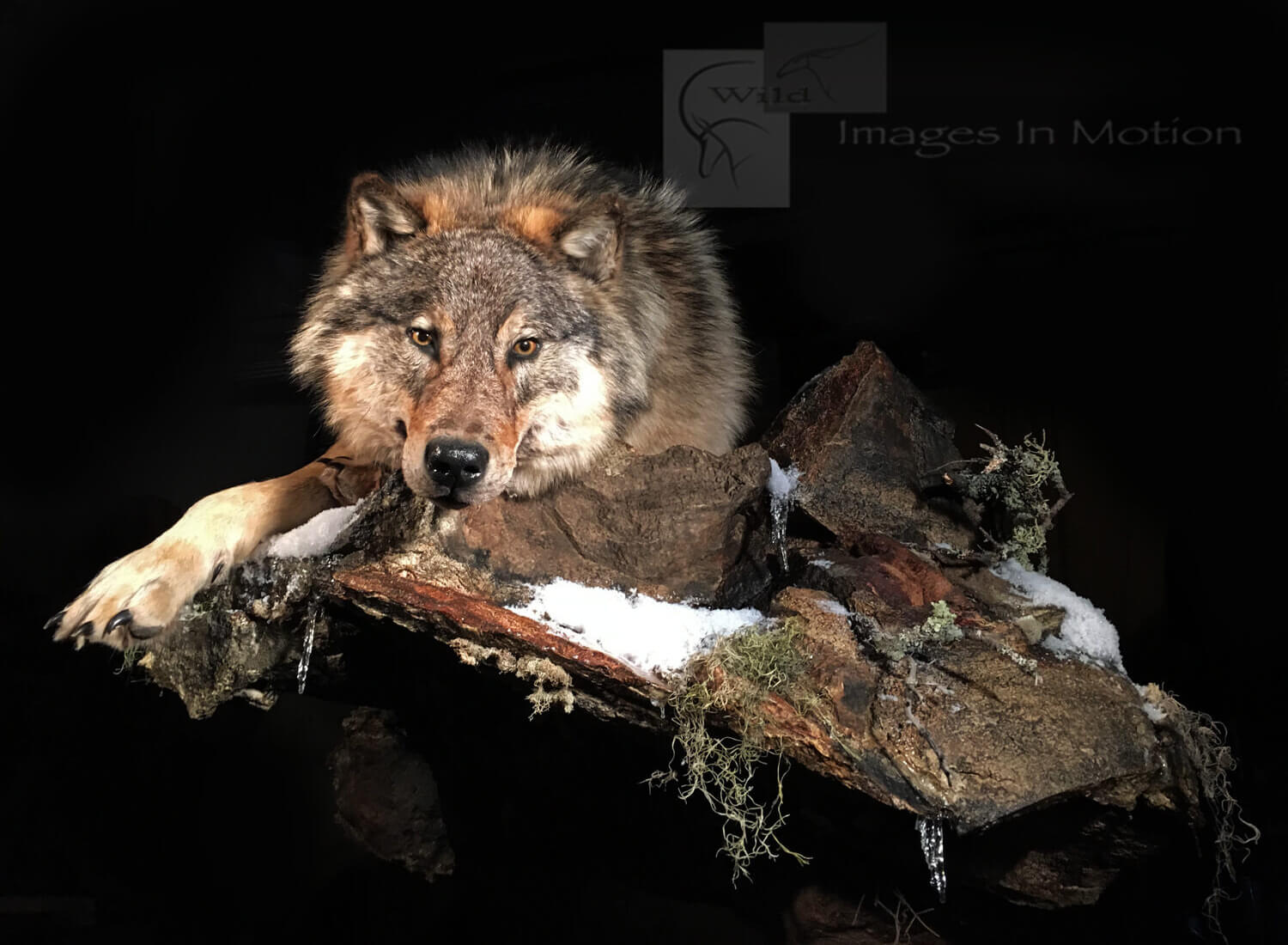 Canadian wolf laying down Wild Images In Motion