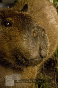 Capybara-close-up