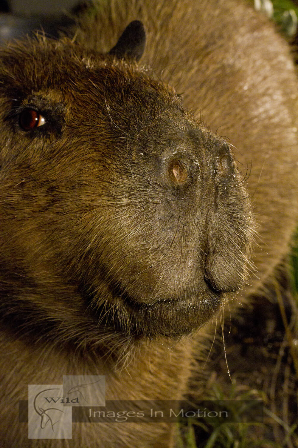 Capybara-close-up