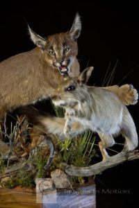 Caracal Leaping