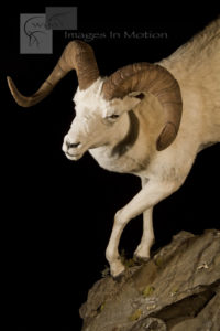 close up Dall Sheep