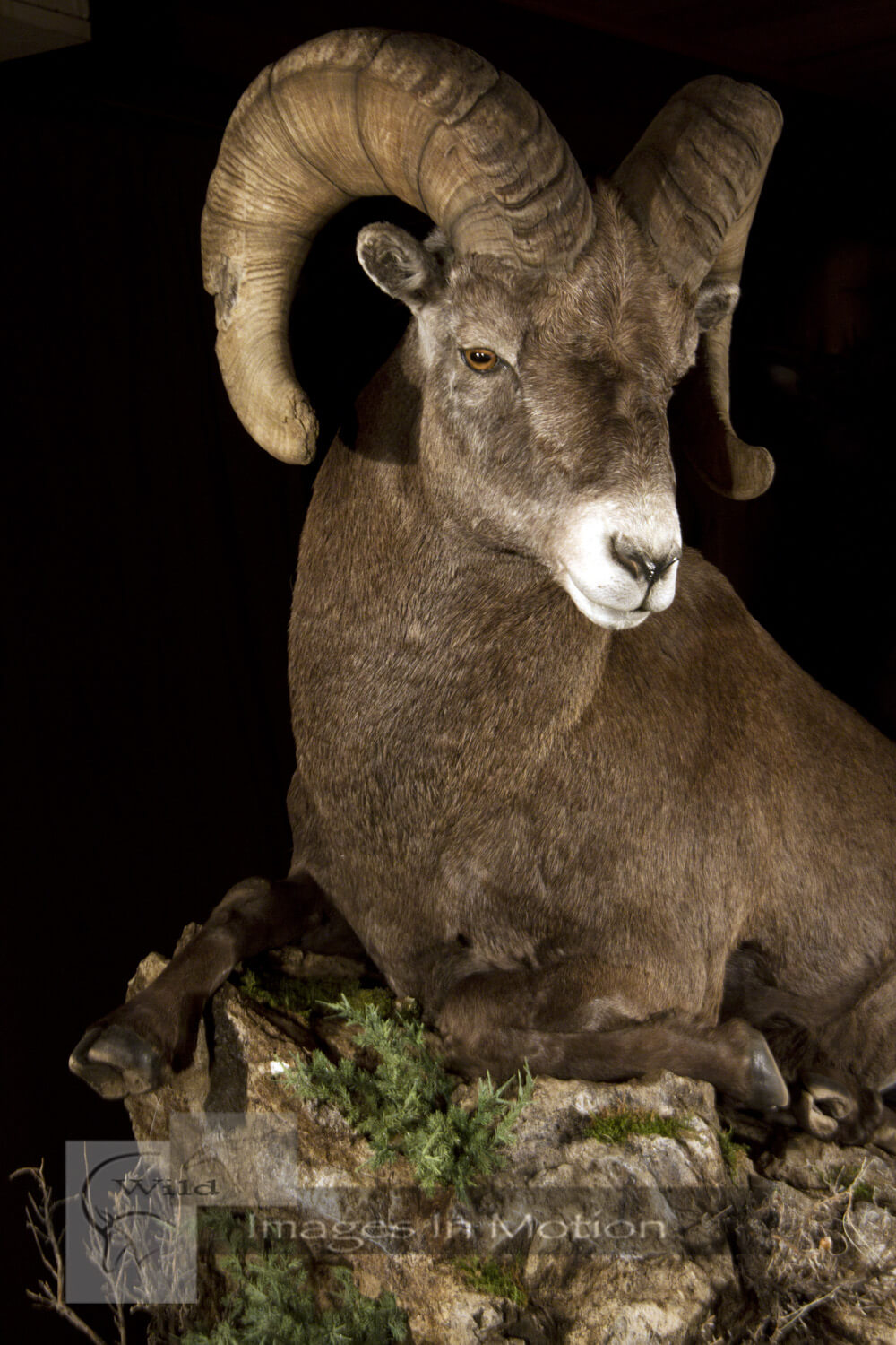 Colorado Bighorn Sheep close up