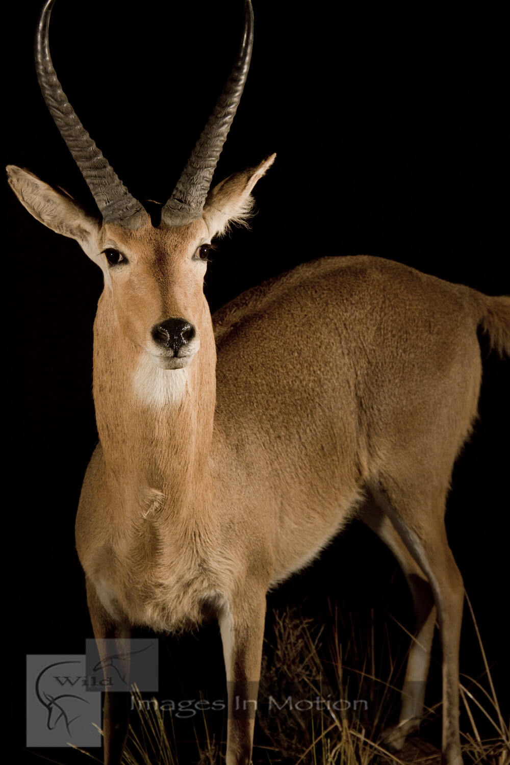 Common reedbuck close up