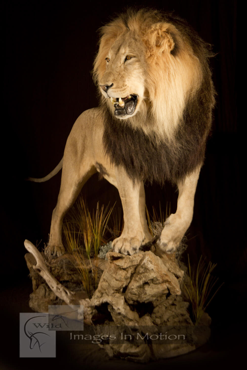 Dark-Maned-Lion
