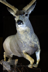 Early-season-mule-deer