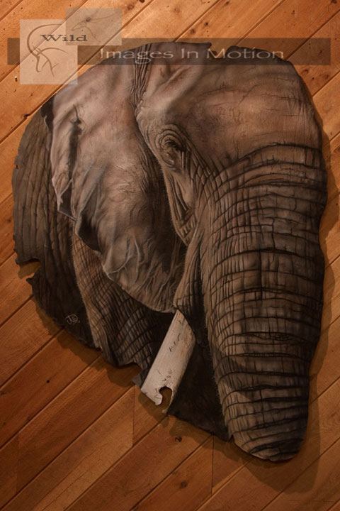 Elephant Ear Painting | Wild Images In Motion