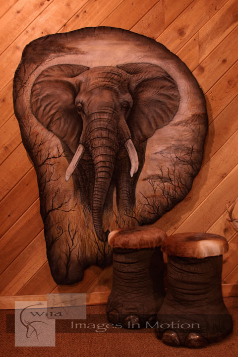 Elephant Ear