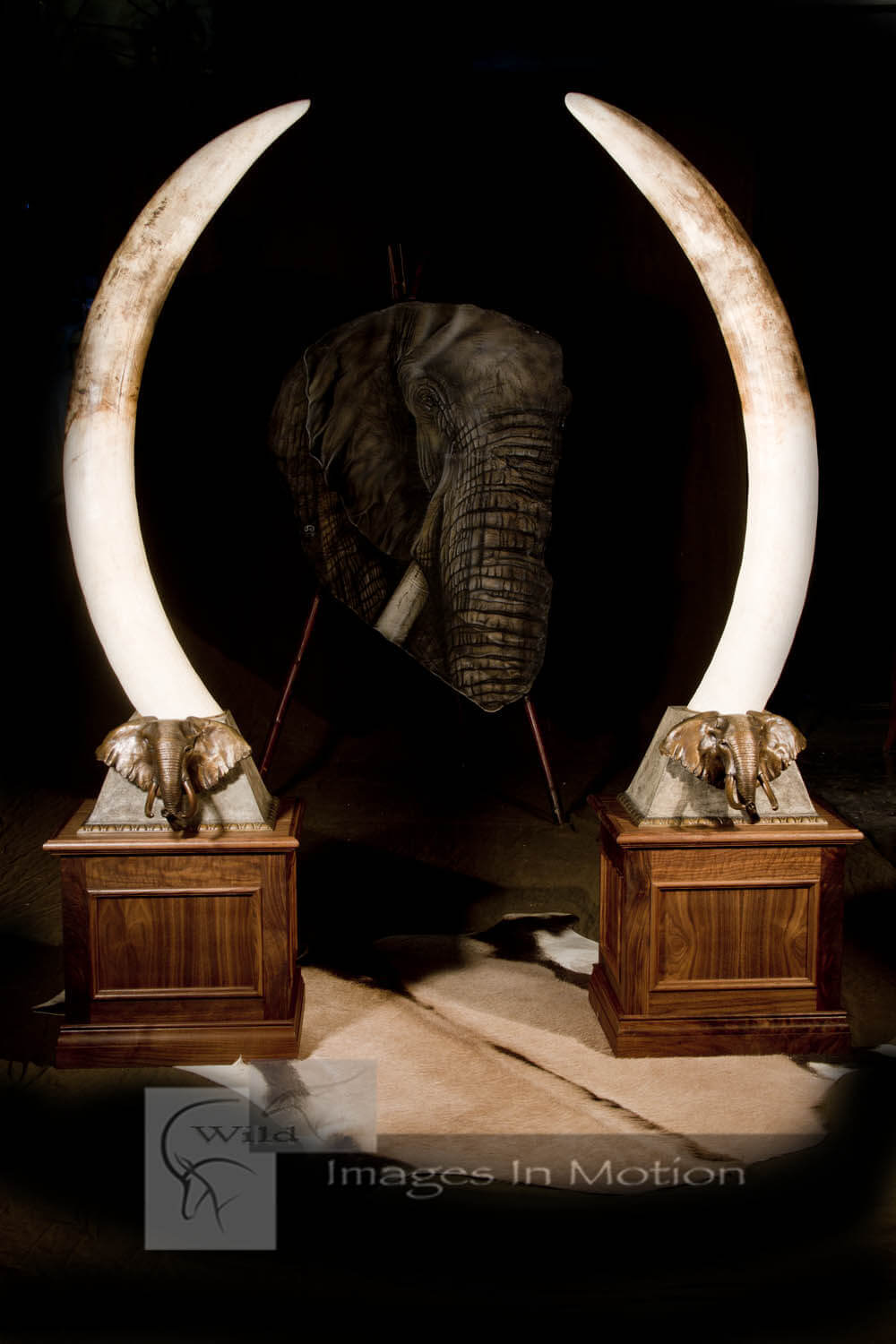 elephant-tusks-with-custom-bronze-and-walnut-bases