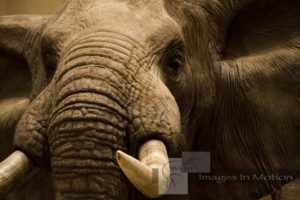 elephant-close-up