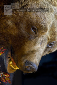 Eurasian Brown Bear close up