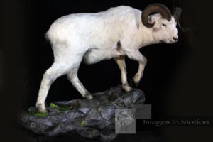 Fannon Sheep