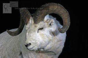Fannon Sheep Close-up