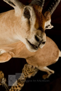 Gazelle Close-up