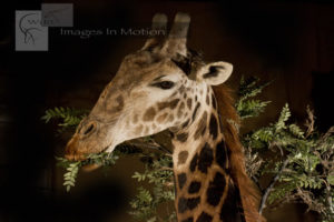 Giraffe-feeding