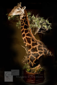 Giraffe floor-pedestal