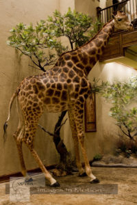 Giraffe Life Size