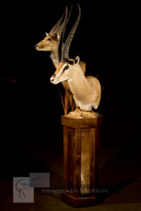 Grants Gazelle - Bushbuck Double Pedestal