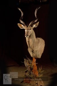 Greater Kudu On Termite Mound Pedestal