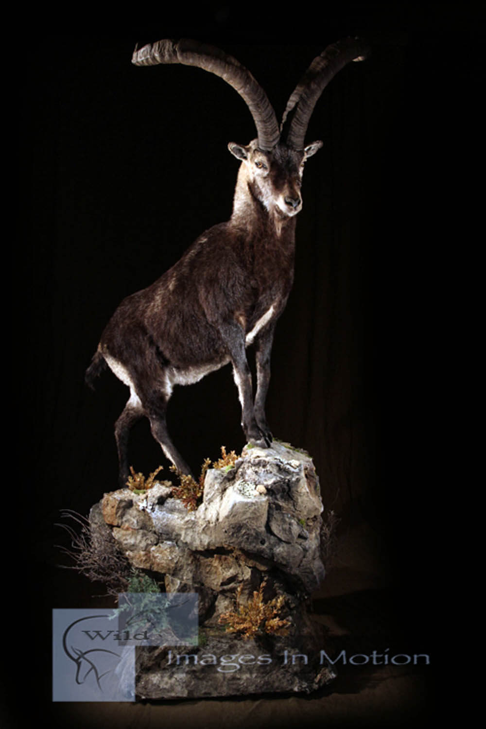 Gredos-ibex