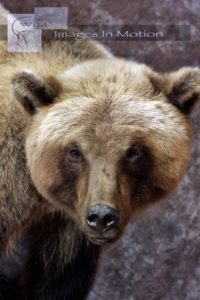 Grizzly Close up
