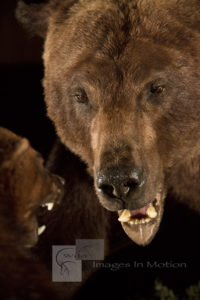 Grizzly Close Up