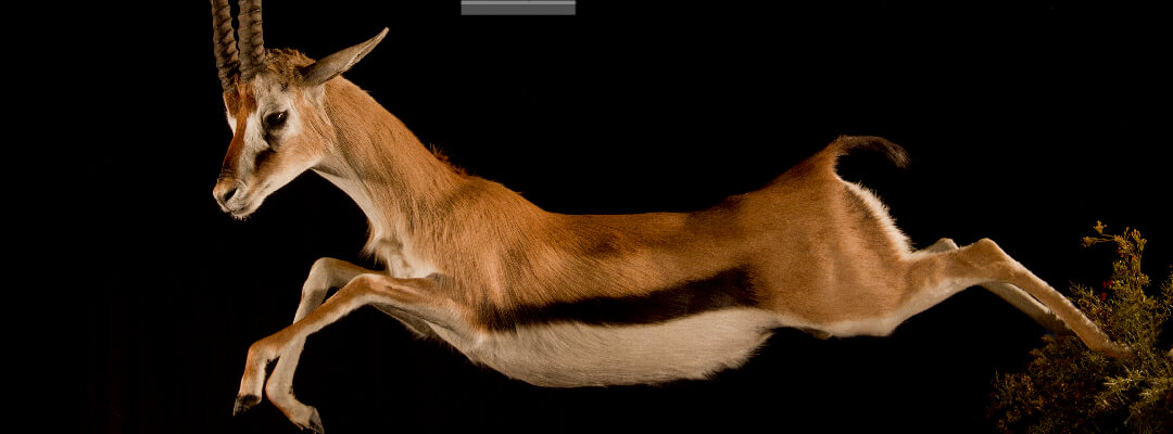 header-leaping-thompson-gazelle