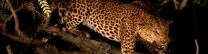 Leopard Defending Steenbok kill