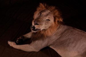 Resting Male Lion