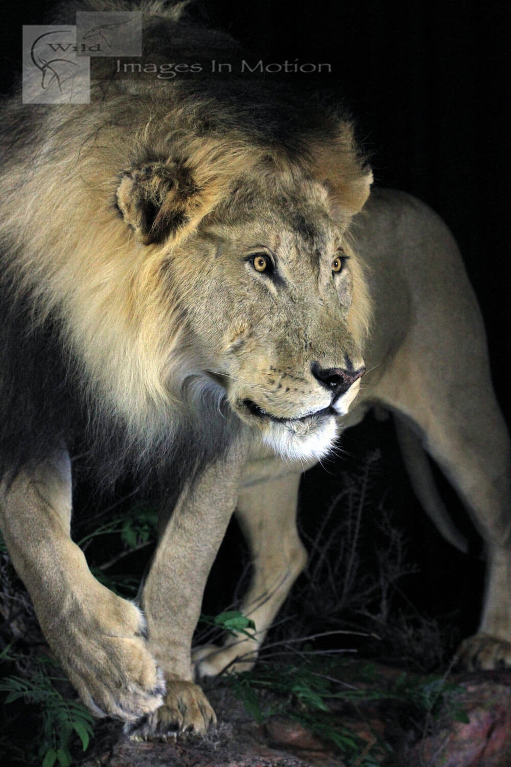 Intense-African-Lion