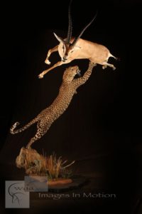 Leaping Leopard And Gazelle