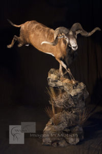 Leaping Mouflon