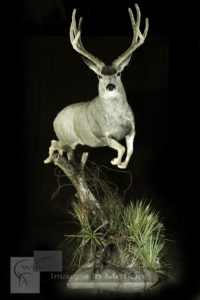 Leaping-mule-deer-early-season