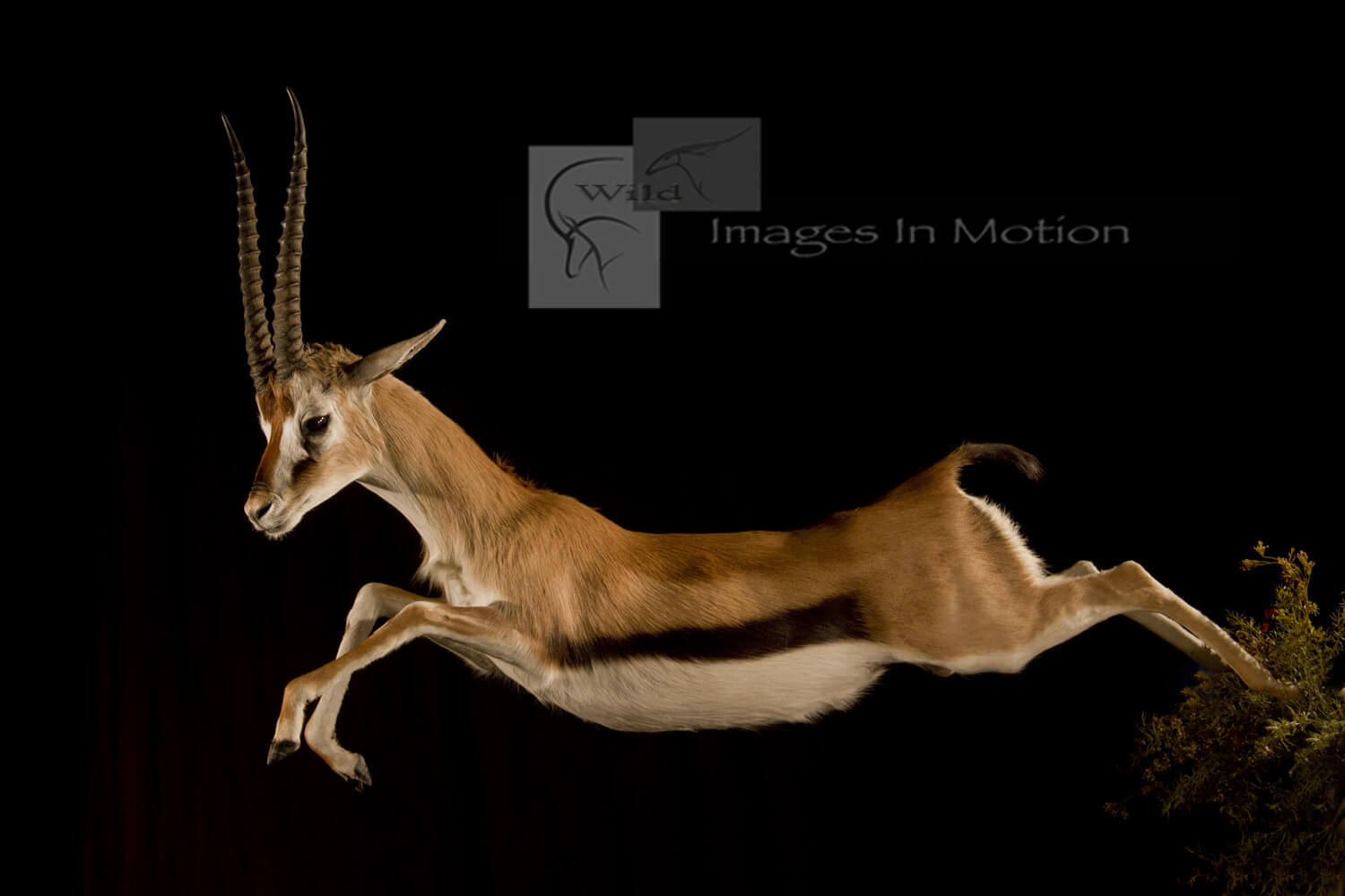 Leaping Thompson Gazelle