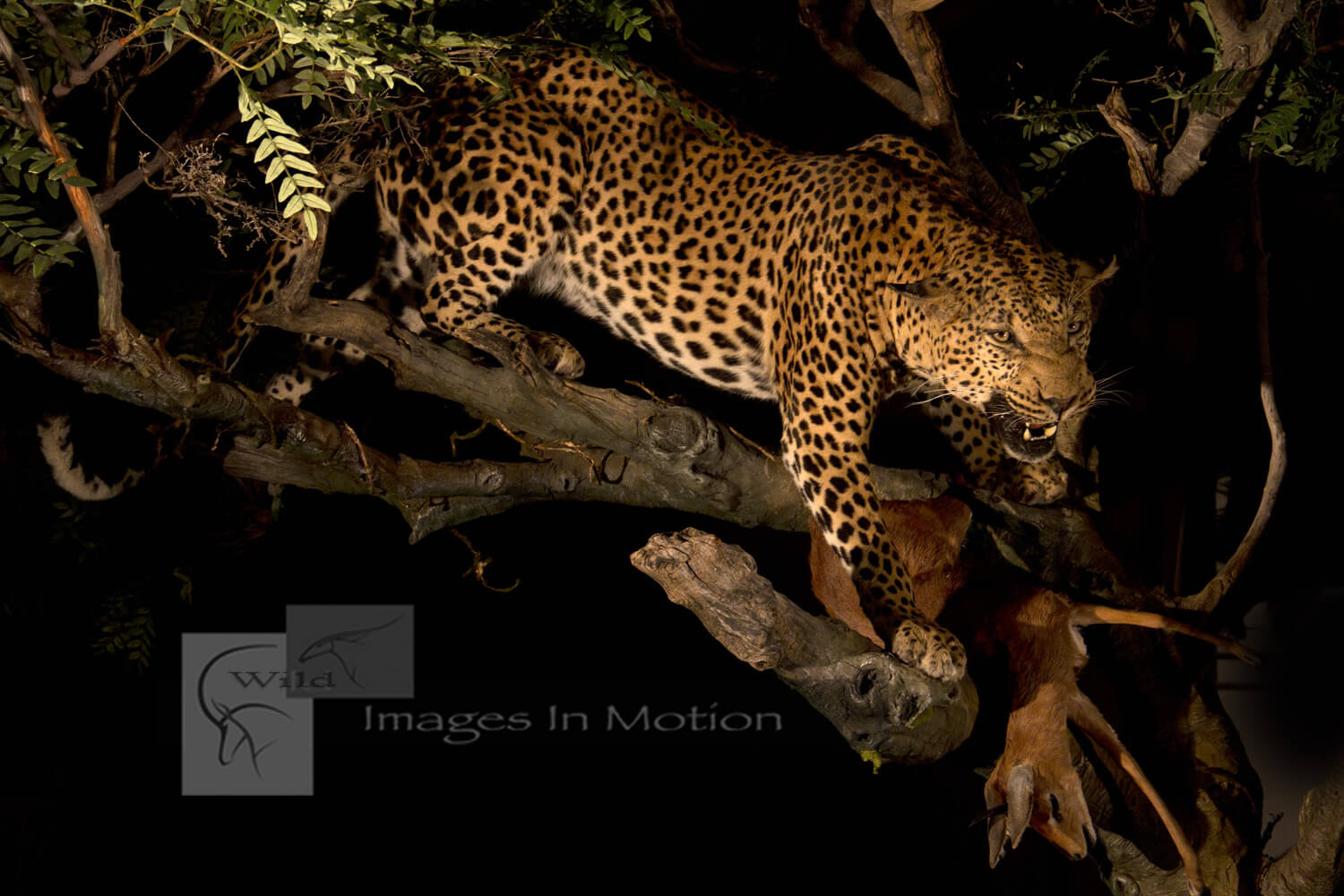 Leopard defending kill