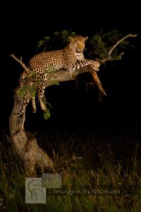 Leopard Lounging In Tree